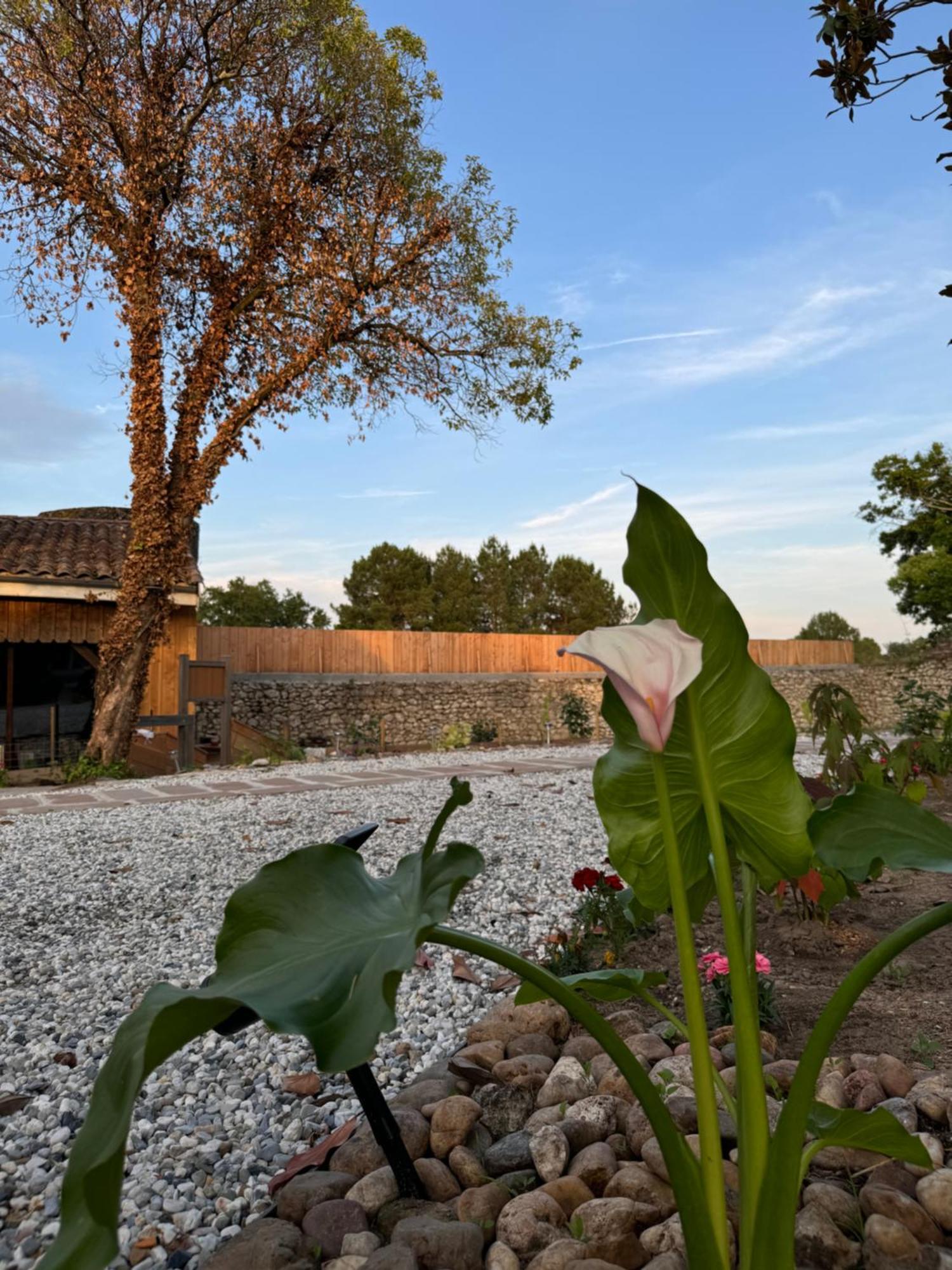 Chateau Eck Bed & Breakfast Cadaujac Exterior photo